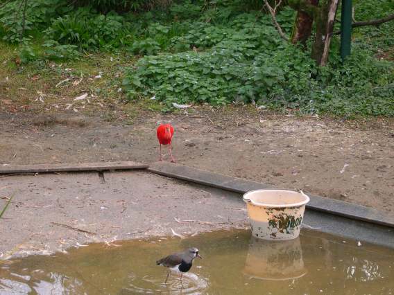  Ibis rouge (zoo de la citadelle)